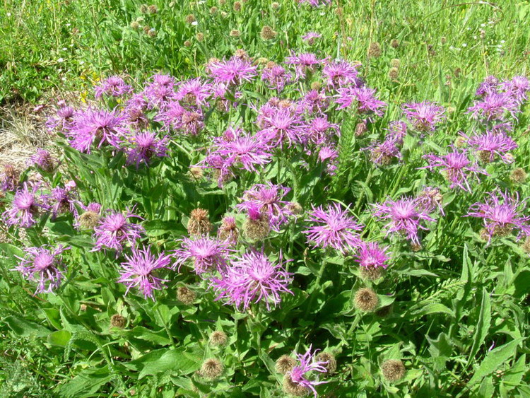 Centaurea: 4 specie